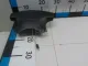 Подушка безопасности в рулевое колесо для  Acura MDX 2001-2006