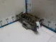 Головка блока для  BMW X1 F48 2014-2022