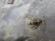 Бак топливный