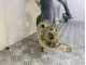 Балка задняя
