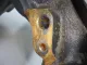 Кулак поворотный передний правый для  Ford Kuga 2008-2012