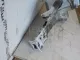 Лонжерон передний левый