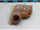 Бачок расширительный для  Ford Escape EUR 2007-2009