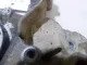Крышка двигателя передняя для  Ford Escape EUR 2007-2009