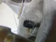 Кулак поворотный задний левый для  FAW CA4180 2007