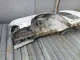 Крыло заднее правое для  Audi A4 [B5] 1994-2001