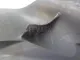 Кожух замка капота для  Audi A3 (8L1) 1996-2003
