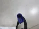 Датчик детонации