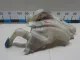 Бачок омывателя лобового стекла