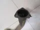 Приемная труба глушителя для  Audi TT(8N) 1998-2006