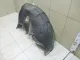 Локер задний правый