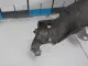 Крыло переднее правое для  Ford Mondeo V 2015-2022