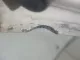 Капот