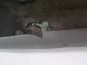 Защита антигравийная для  Citroen C-Elysee 2012