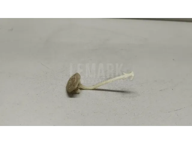 Шильда для  Brilliance