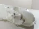 Бачок омывателя лобового стекла для  BMW X6 E71 2008-2014