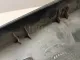 Накладка заднего крыла правого