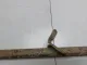 Тяга задняя поперечная правая