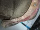 Крыло заднее левое для  Audi A4 [B5] 1994-2001