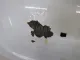 Крышка багажника для  BMW X3 G01/F97 2017-2024