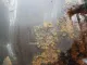 Щит опорный задний левый для  BAW
