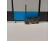 Рокер