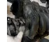 Коллектор впускной для  Citroen Jumper 244 2002-2006