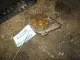 Насос водяной (помпа) для  Ford Escape EUR 2007-2009