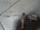 Термостат