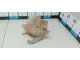 Бачок расширительный