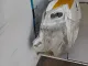 Лонжерон передний правый
