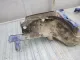 Лонжерон передний левый