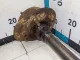 Полуось задняя